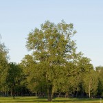IMG_5963 IMG_5963