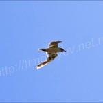 IMG_2034