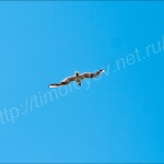 IMG_2037
