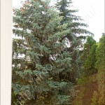 IMG_6098
