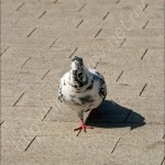 IMG_6979
