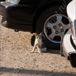 IMG_7178 IMG_7178