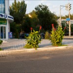 IMG_7487