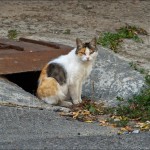 IMG_4507